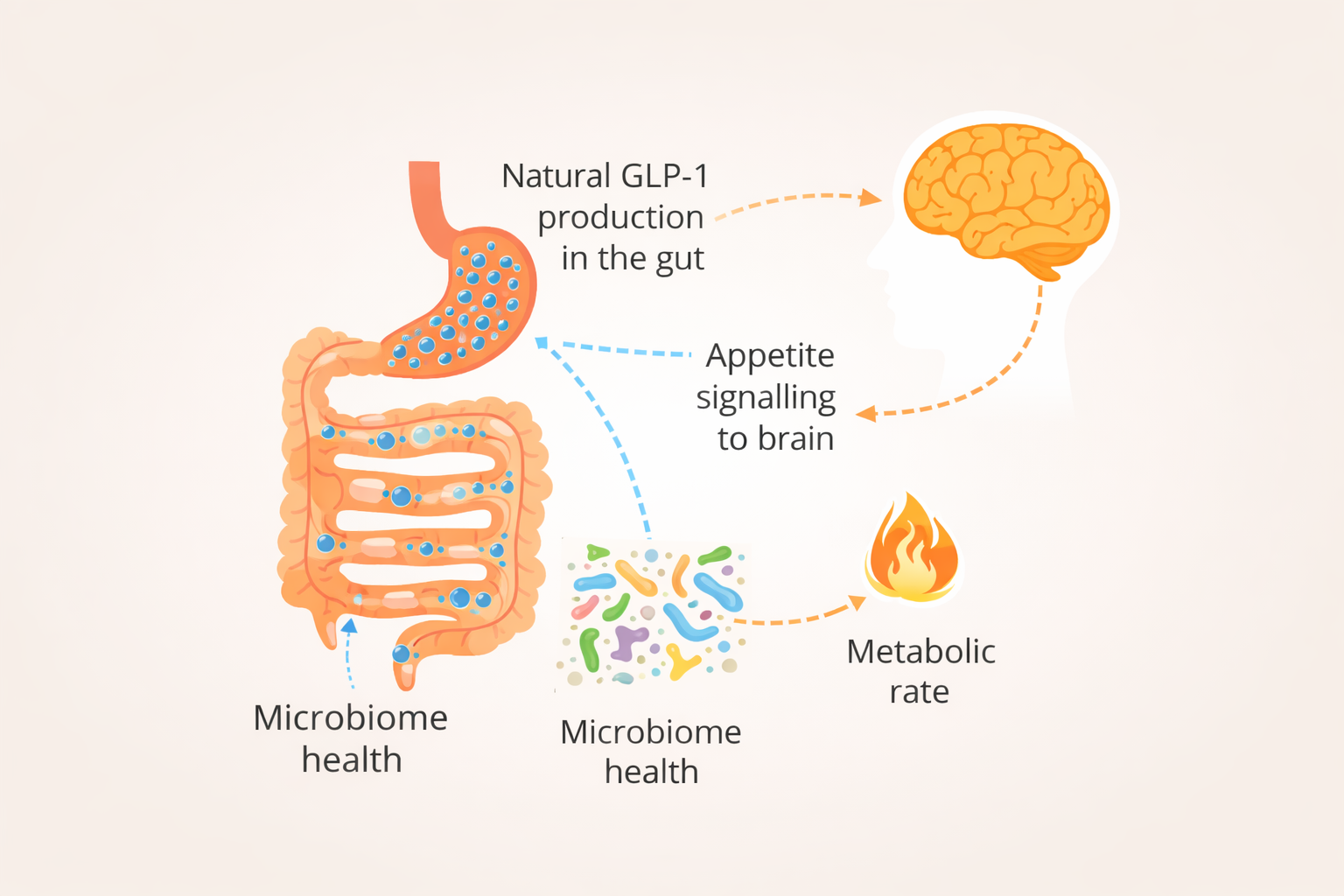 Diagram showing how the gut produces natural GLP-1, signals appetite to the brain, and regulates metabolism after stopping injections